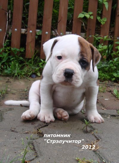 Американского бульдога щенков с документами РКФ продаю