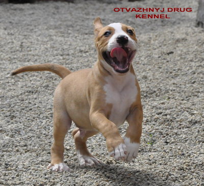 Продаются щенки стаффа