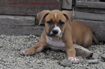 Продаются щенки стаффа