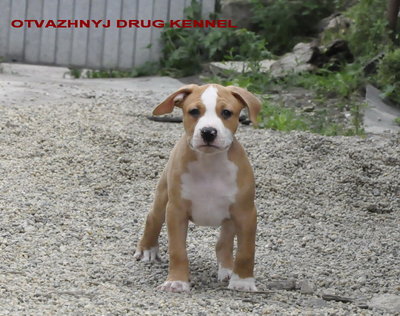 Продаются щенки стаффа