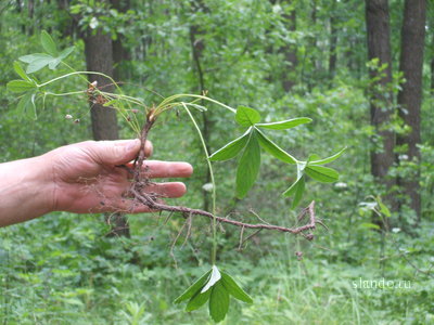 Лапчатка белая