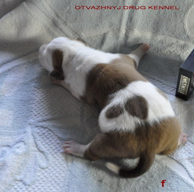 Щенки стаффа