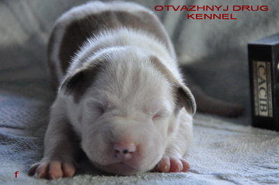 Щенки стаффа