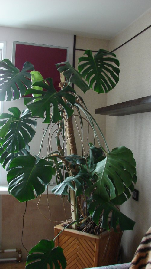 Продам монстеру