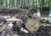 В Приморье директор базы отдыха незаконно вырубил солидный участок леса