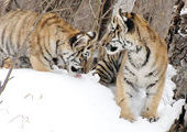 В Приморье отловили двух тигрят, оставшихся без матери