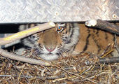 В Приморье отловили двух тигрят, оставшихся без матери