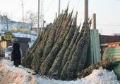 Первые новогодние елочные базары открылись во Владивостоке