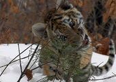 Трем осиротевшим тигрятам, найденным в Приморье, собирают средства на корм