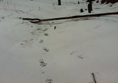 В Приморье начался мониторинг популяции амурского тигра