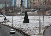 В Приморье бойко торгуют новогодними елочками по 250 – 2500 рублей