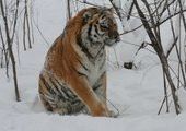 В Приморском крае спасли тигренка - сироту