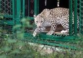 В Приморье создана охранная зона национального парка «Земля леопарда»