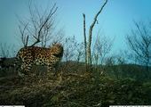 Зимний маршрутный учет леопардов в Приморье перенесли из-за морозов на следующую неделю