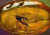 Во Владивостоке откроется выставка «Доисторические насекомые в янтаре»