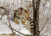 В Приморье для осиротевших тигрят собрали 1,2 миллиона рублей