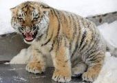 В Приморье спасли раненого тигренка