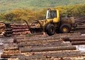 В Приморье началась борьба с "серыми схемами" расчетов за лес