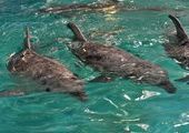 Океанариум ДВО РАН провел обмен морскими млекопитающими