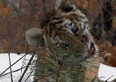 Очередного тигренка-сироту нашли в Приморье за 60 км от поселка Светлогорье
