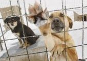 В ближайшее время в поселке Пограничном и селе Барано-Оренбургском будет проводиться отлов бродячих собак