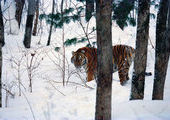 Амурский тигр «эмигрировал» из Приморья в Китай