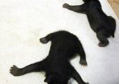 В Приморье родственники лесника, пострадавшего от нападения медведицы, "вырезали" медвежью семью