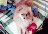 Догнеппинг в Приморье: Шпица Кассандру похитила экс-хозяйка, продавшая щенка 2 года назад