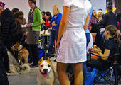 Во Владивостоке прошла выставка собак всех пород