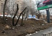 Неустановленные лица варварски обрезают деревья во Владивостоке