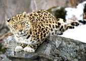 На территории Приморья дальневосточные леопарды конфликтуют с тиграми за добычу
