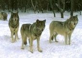 Количество волков в Хорольском районе Приморья превышает норму в три раза, а лис – в шесть