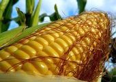 Выращенная в Приморье кукуруза получила признание за рубежом