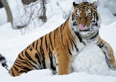 Тигр-перебежчик вернулся из Китая в Приморье