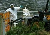 Птичий грипп возвращается: люди начали умирать от нового вида вируса