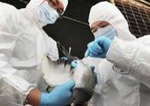Китайский полковник заявил, что новый штамм птичьего гриппа является биологическим оружием из США