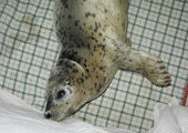 В Приморье рабочие спасли тюлененка в морском порту