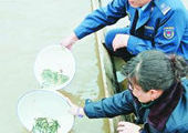 Китайцы похвастались, что выпустили в реку Раздольная мальков кеты