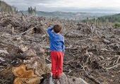 Жители Владивостока бьют тревогу: город может лишиться "кировского леса"