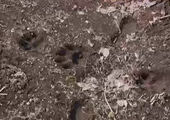 В Спасском районе Приморья по дачным участкам разгуливает тигр