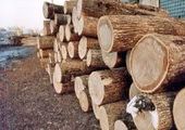 На территории Приморья «черные лесорубы» из Китая незаконно вырубали лес