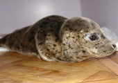 В Приморье в тюлений госпиталь привезли детеныша тюленя с севера края через 663 км