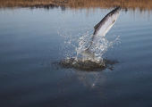 Рыбзаводы Приморья выпустили на волю 360 тысяч лососей