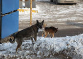 Во Владивостоке неизвестные догхантеры устроили сафари на собак