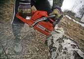 Во Владивостоке нагло вырубили и покалечили 165 деревьев