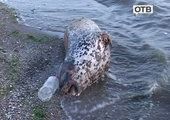 На берег Владивостока выбросило мёртвого тюленя и множество рыб