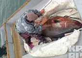 В Приморье в сети рыбаков попались первые в этом году акулы