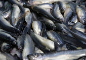 Рыбный рынок в Приморье: идея хорошая, но товара на нем не будет