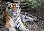 Главным покупателем убитых в Приморье тигров остается Китай