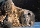 Молодые моржи станут новыми обитателями Океанариума ДВО РАН во Владивостоке